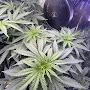 @Mr.Sir420