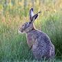 @lucidlagomorph5809