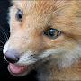 @redfox_hh8046