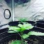 @terpenetouch8355