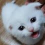 @tvcatvideo1775