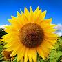 @flower-jf7nv