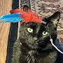 @BuddytheCat-1