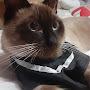 @simbathecat219