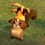 @im_secretly_a_racoon