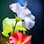@applequeen26haward70