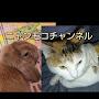 @ニャンモコチャンネル