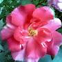 @thebeautifulnature4298