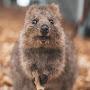 @quokka1924