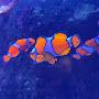 @fishncorals