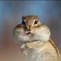 @happy-squirrel
