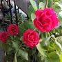 @love-garden