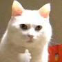 @CoolArrowCat