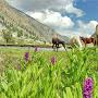 @irfanhuzaifi3836