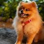 @moist_pomeranians