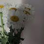 @nalfaqih2278
