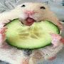 @Zucchini.Hamster