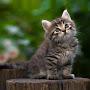 @cats28648