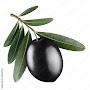 @BlackOliveBranch