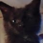 @a_Rare_kitten