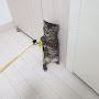 @user-alaskacat