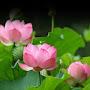 @hanhuynh4581
