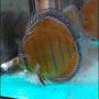 @StevenTanWilddiscus