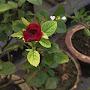 @shivam..Sharma_79