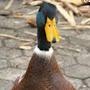 @duck8070