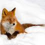 @wildArmyFox