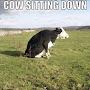 @cowsittingdown231