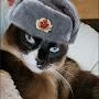 @comradekitty3759
