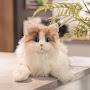 @LittleCatsCute