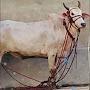 @cowcollectionofkolkatta