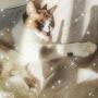 @琴音-w3d
