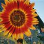 @CrimsonSunFlower
