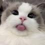 @its_lazycat