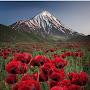 @kazemi1236