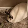 @themostbigsisterenergyyouv752