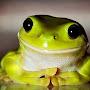 @Froggy-j4k