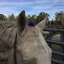 @ErlEquestrian888