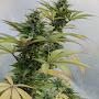 @Greenthumb-420