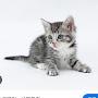@user-catman-d6j