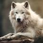 @Whitewolf1827