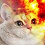 @catonfire6008