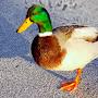@sir_duckington1245
