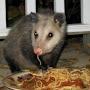 @HangryPossums