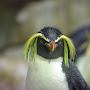 @pingu-something