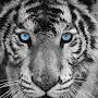 @whitetiger6618