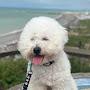 @Locci_bichon